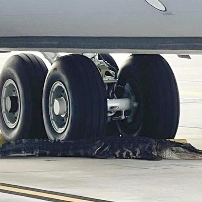 Alligator on runway at MacDill Air Force Base in Florida captured, released into nearby river